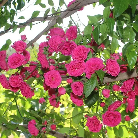 Tosis * Свороната